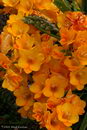 Freesia